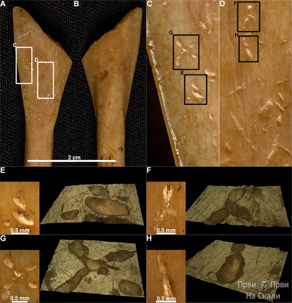 PRVI PRVI NA SKALI Pre 8000 godina bebe hranjene brižljivo izrađenim kašičicama, utvrđeno na lokalitetu Starčevo 1