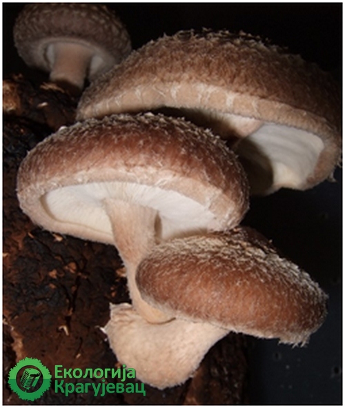 PRVI PRVI NA SKALI Ekologija Kragujevac Najpoznatije lekovite gljive 3