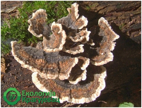 PRVI PRVI NA SKALI Ekologija Kragujevac Najpoznatije lekovite gljive 6
