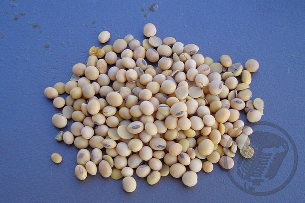 Zabrinjavajuće: od 49 uzetih uzoraka soje u 45 je potvrđena genetska modifikacija