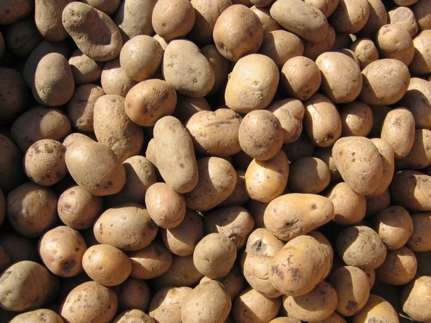 Sud EU poništio dozvolu za GM krompir ’amflora’