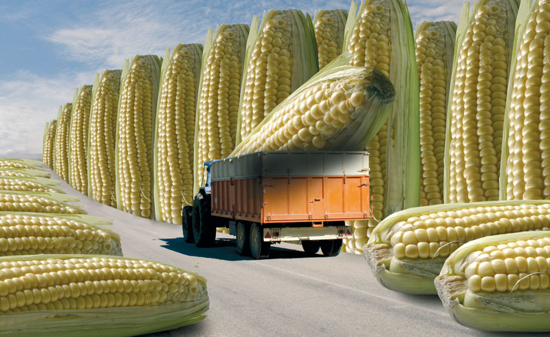 Proizvođači traže uvoz GM hrane