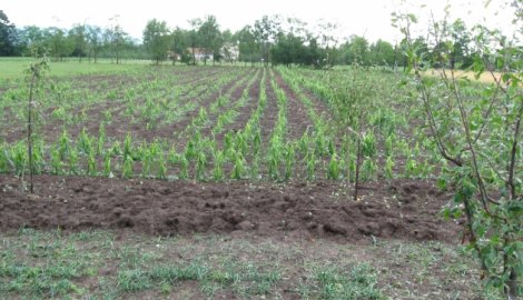 Uništeni usevi GMO soje u selu Ratkovo