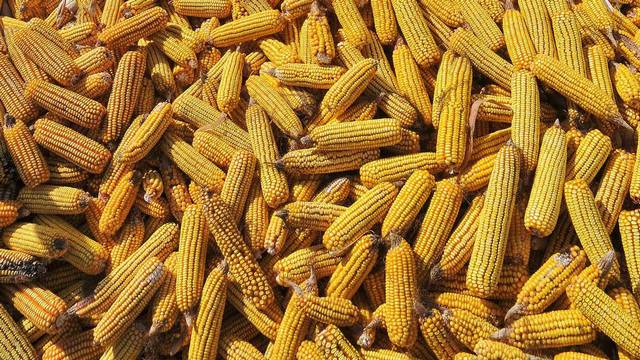 Upoznavanje sa GMO semenom kukuruza