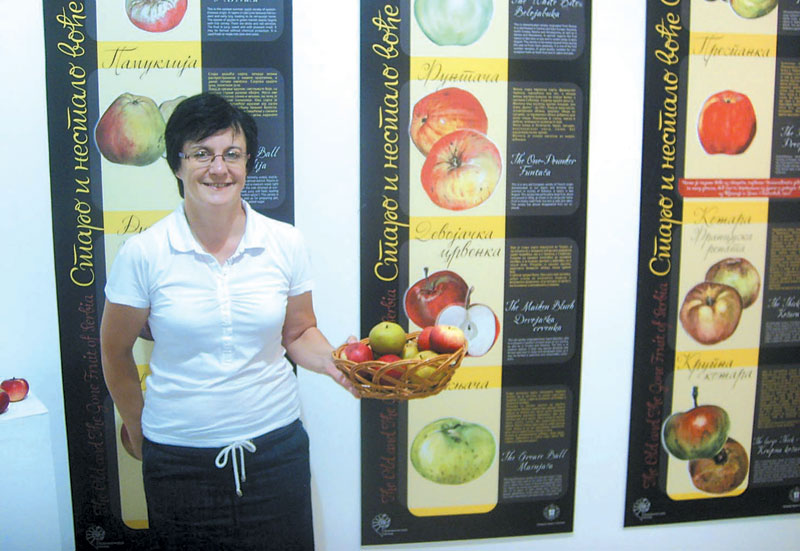 Kragujevac: Jabuka kožara ’rodila’ u muzeju