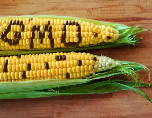 Članice EU moći će da zabrane GMO na svojoj teritoriji