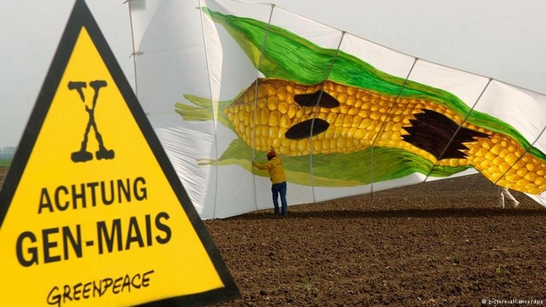 Svaka članica EU odlučuje o GMO proizvodima