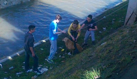 Mali heroji - pogledajte kako su deca spasila psa koji je upao u Lepenicu (VIDEO)