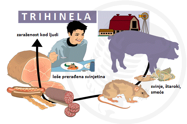 Trihineloza
