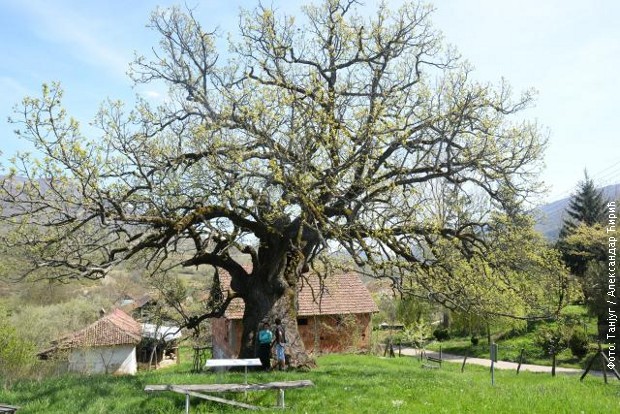 Belopalanački hrast najstarije živo biće na Balkanu