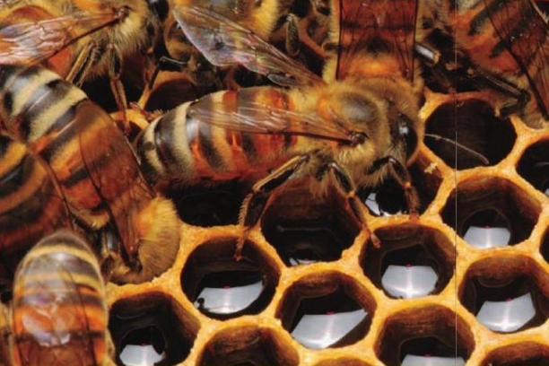 ARGO a prosztatitis kezelésére A méhek tinktúrája a prosztatitisből