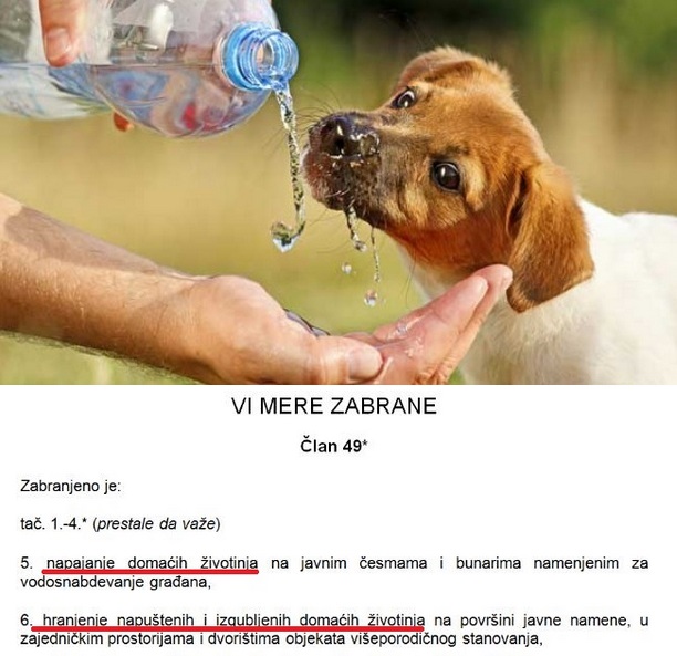 Pojenje životinja (ni)je zabranjeno u Novom Sadu