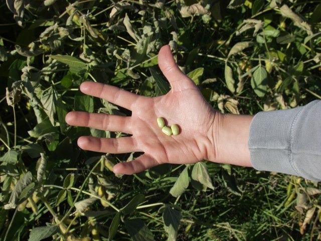 U Ministarstvu tvrde: U Srbiji se ne koristi GMO soja