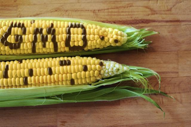 Pukotine u EU: Ko okreće leđa GMO?