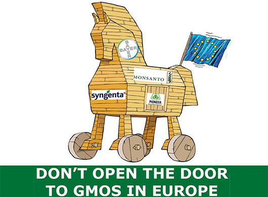 EU upozorava Srbiju: zabrana uvoza GMO mora da se ukine!