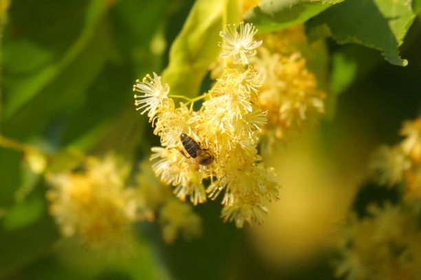 Trovanje pčela na paši