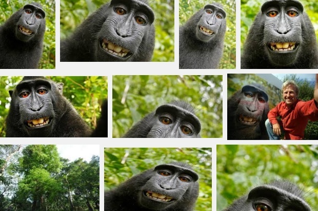 Majmun je bez autorskog prava