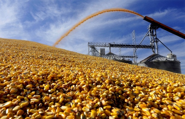 Russia bans import of soybeans, corn from United States from Feb 15