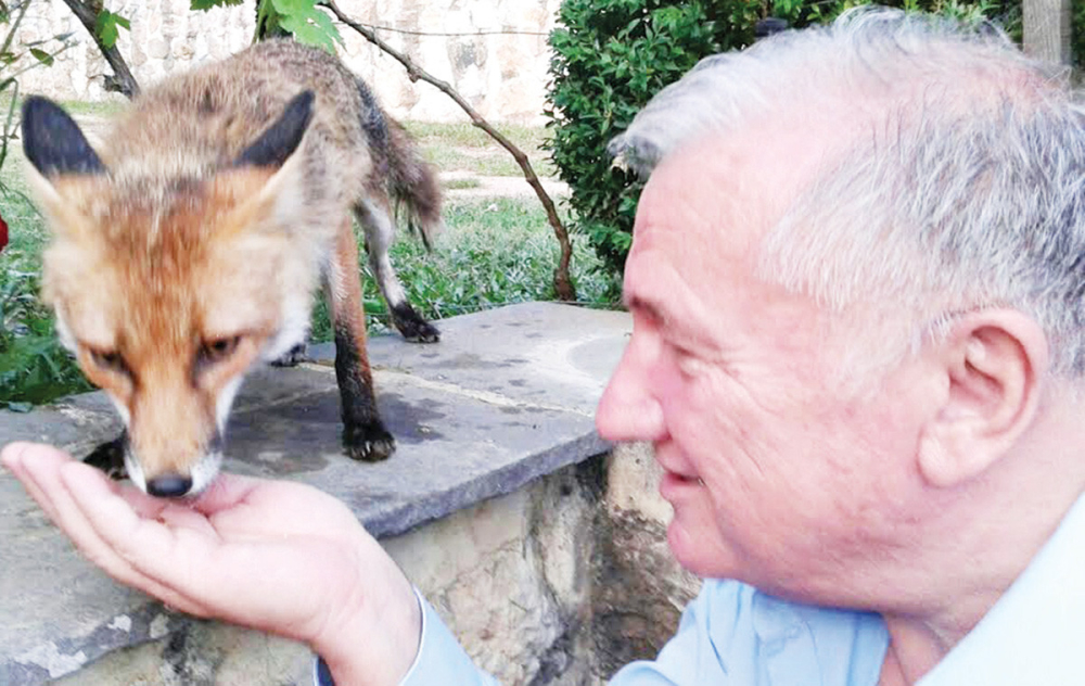 Na Svetoj Gori lisica jede Ševarliću iz ruke