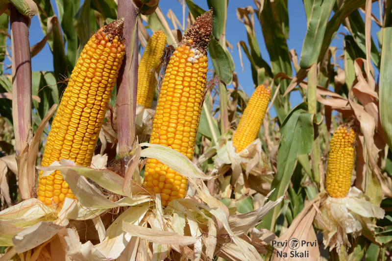 Zbog suše povećan sadržaj aflatoksina u kukuruzu