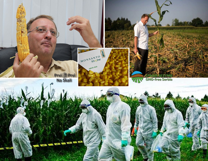 Italijan sadio GM kukuruz (prekršio zakon), ali ga zaštitio sud EU