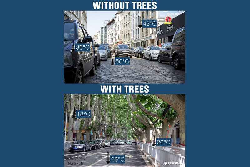 Bez drveća ≠ Sa drvećem