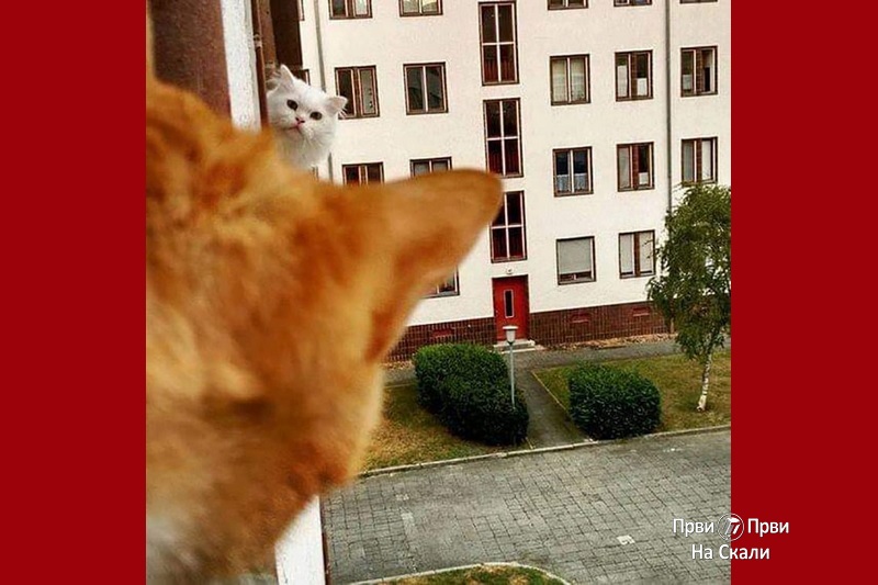 Mačke znaju: Distanca!