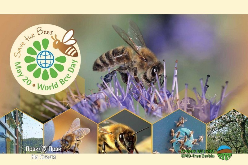 Svetski dan pčela - 20. maj