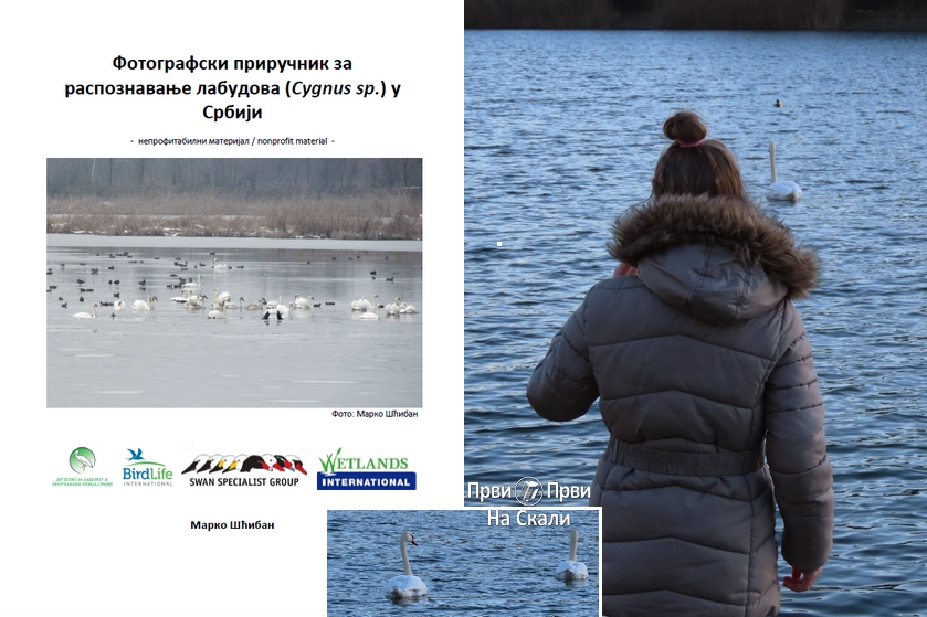 Fotografski priručnik za raspoznavanje labudova (Cygnus sp) u Srbiji