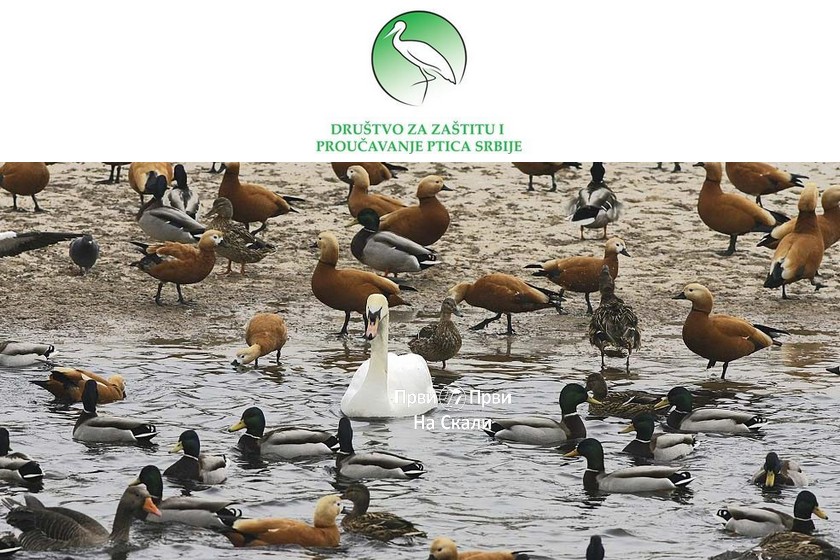 Međunarodni popis ptica vodenih staništa 2021.