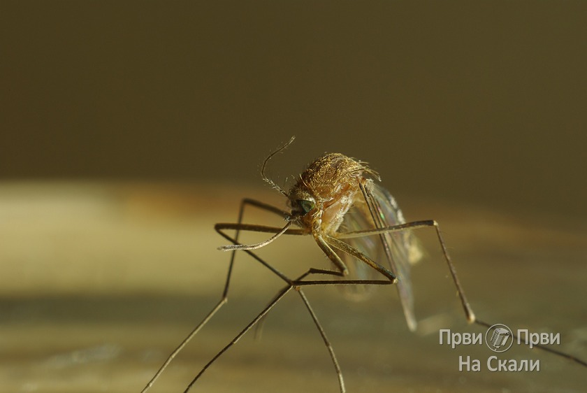 Suzbijanje larvi i odraslih komaraca 24. maja