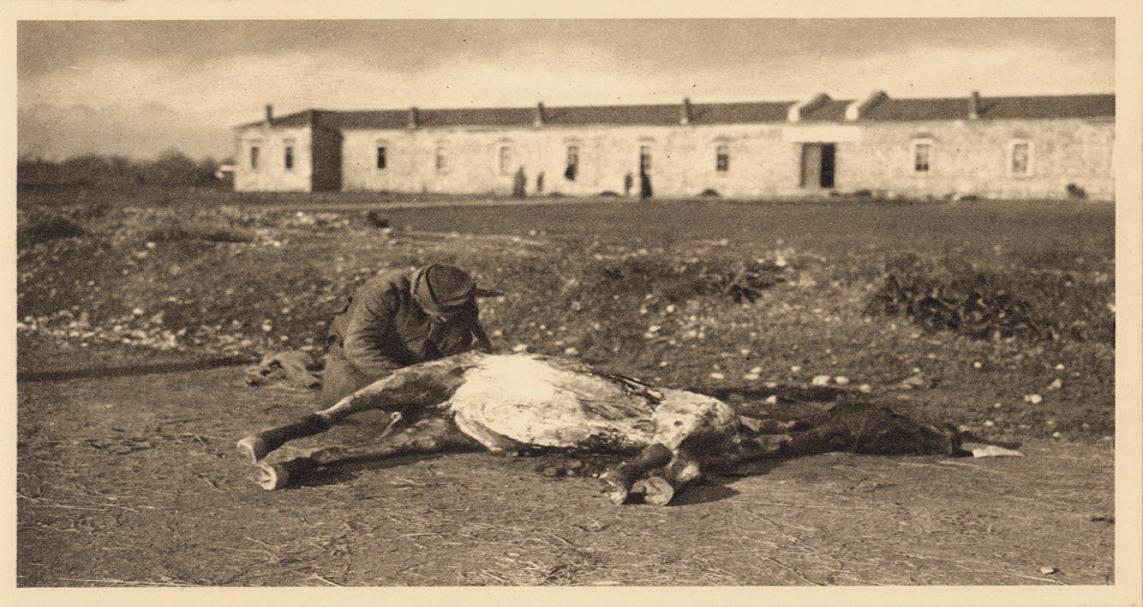 Srpski vojnik skida meso sa uginulog konja. 1915.