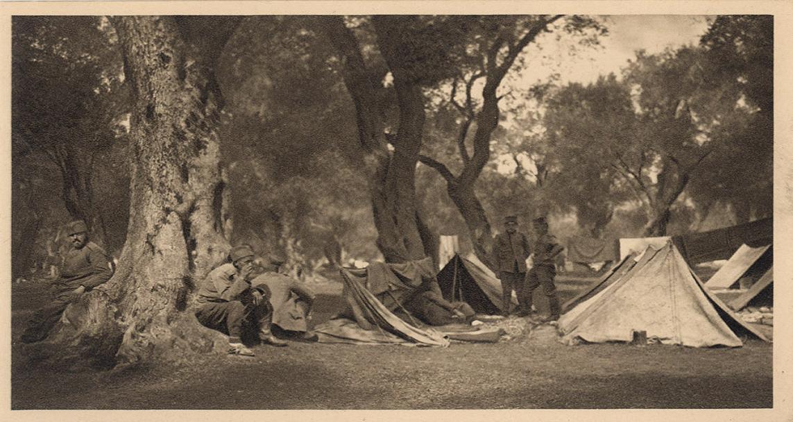 Maslinove grane ne mogu zameniti šljive u Srbiji. Krf, 1916.
