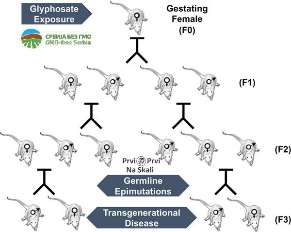 PRVI PRVI NA SKALI Glifosat podstice transgeneracijsko nasledjivanje bolesti insert