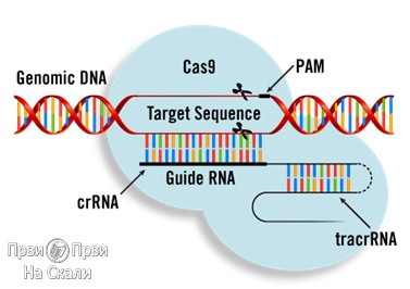 PRVI PRVI NA SKALI Geneticki editovani organizmi CRISPR Cas9 Kao novo orudje u proizvodnji hrane 2019