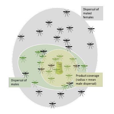 PRVI PRVI NA SKALI Upotreba GMO komaraca odobrena u SAD za terensko testiranje - ilustracija