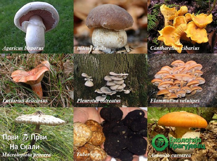 PRVI PRVI NA SKALI Ekologija Kragujevac Botanička bašta Nutritivna svojstva gljiva SLIKA
