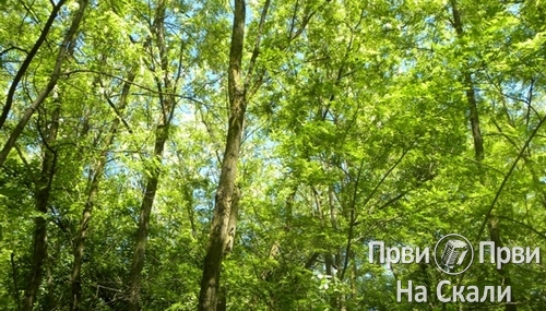 02 03 PRVI PRVI NA SKALI Ekologija Kragujevac Invazivne biljke Srbije i uticaj na staništa