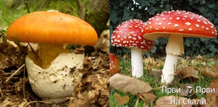 Jestive gljive i njihove otrovne dvojnice PRVI PRVI NA SKALI Marijana Kosanic 01-2