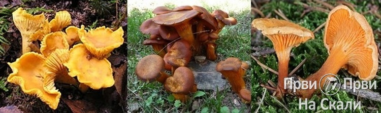 Jestive gljive i njihove otrovne dvojnice PRVI PRVI NA SKALI Marijana Kosanic 03-4-5