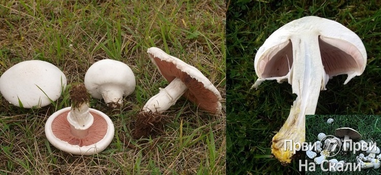 Jestive gljive i njihove otrovne dvojnice PRVI PRVI NA SKALI Marijana Kosanic 10-11