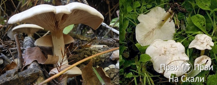 Jestive gljive i njihove otrovne dvojnice PRVI PRVI NA SKALI Marijana Kosanic 12-13