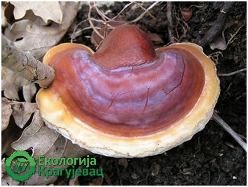 PRVI PRVI NA SKALI Ekologija Kragujevac Najpoznatije lekovite gljive 1