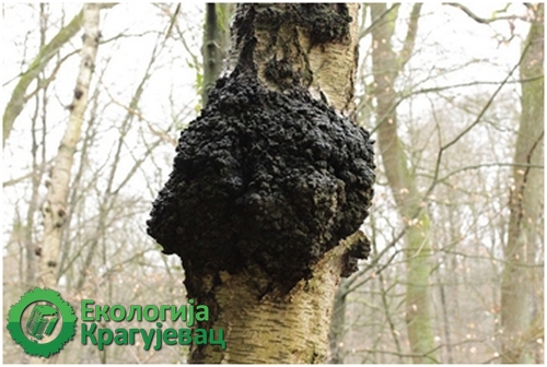 PRVI PRVI NA SKALI Ekologija Kragujevac Najpoznatije lekovite gljive 4