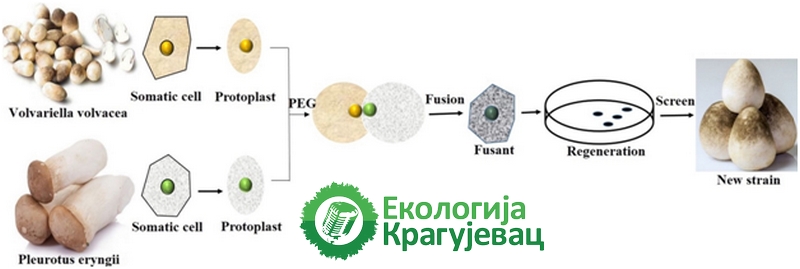 PRVI PRVI NA SKALI Ekologija Kragujevac Kultura biljnih ćelija i tkiva III 2