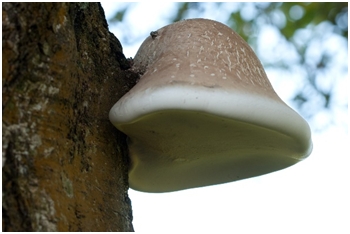 PRVI PRVI NA SKALI Ekologija Kragujevac 1 Najpoznatije lekovite gljive II