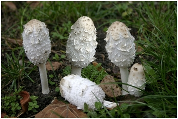 PRVI PRVI NA SKALI Ekologija Kragujevac 4 Najpoznatije lekovite gljive II