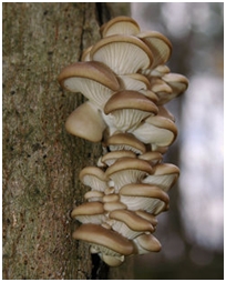 PRVI PRVI NA SKALI Ekologija Kragujevac 5 Najpoznatije lekovite gljive II