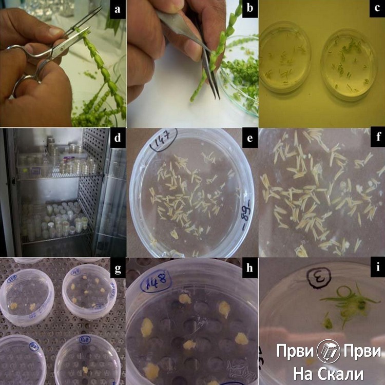 PRVI PRVI NA SKALI Ekologija Kragujevac Kultura biljnih celija i tkiva V 3