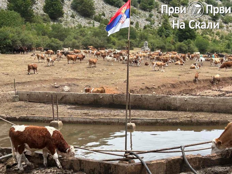 PRVI PRVI NA SKALI Suva Planina Po cetiri cisterne dnevno 15 dana za spas zivotinja